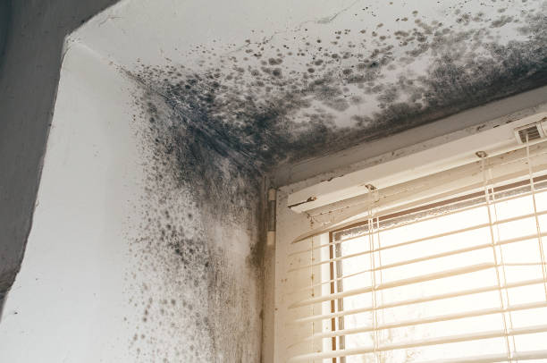 Mold Removal service in West Point